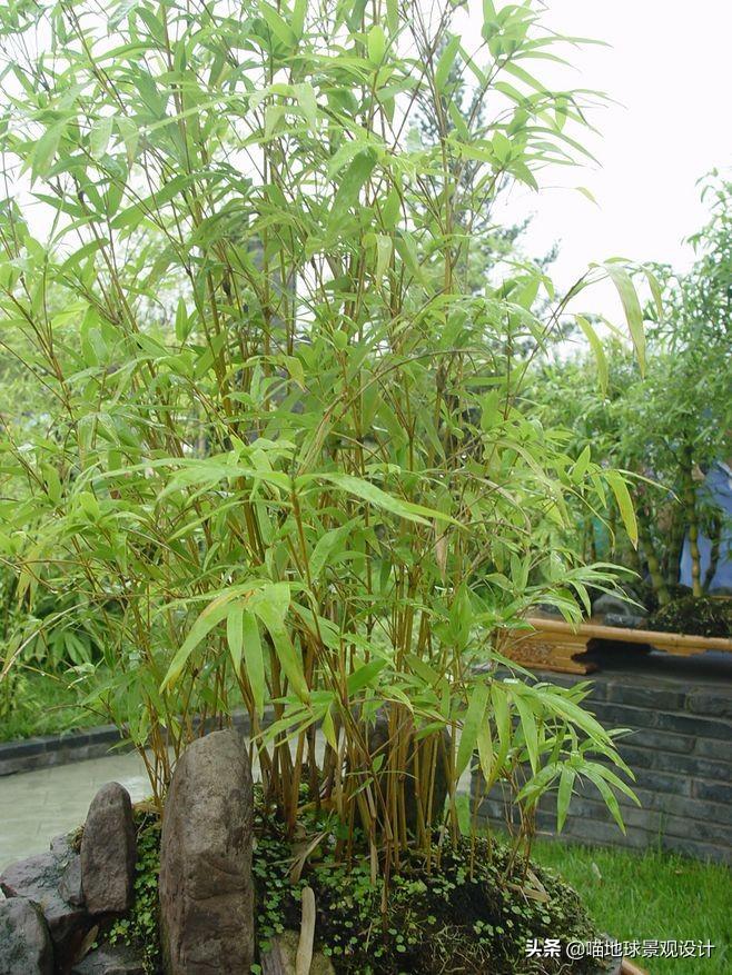 常见的竹子品种图片