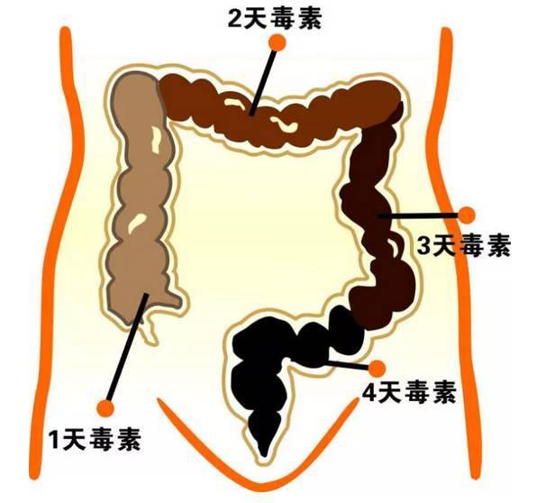 大肠干燥怎么尽快排便，大肠干缓解大便干燥的方法（帮你顺肠通便）