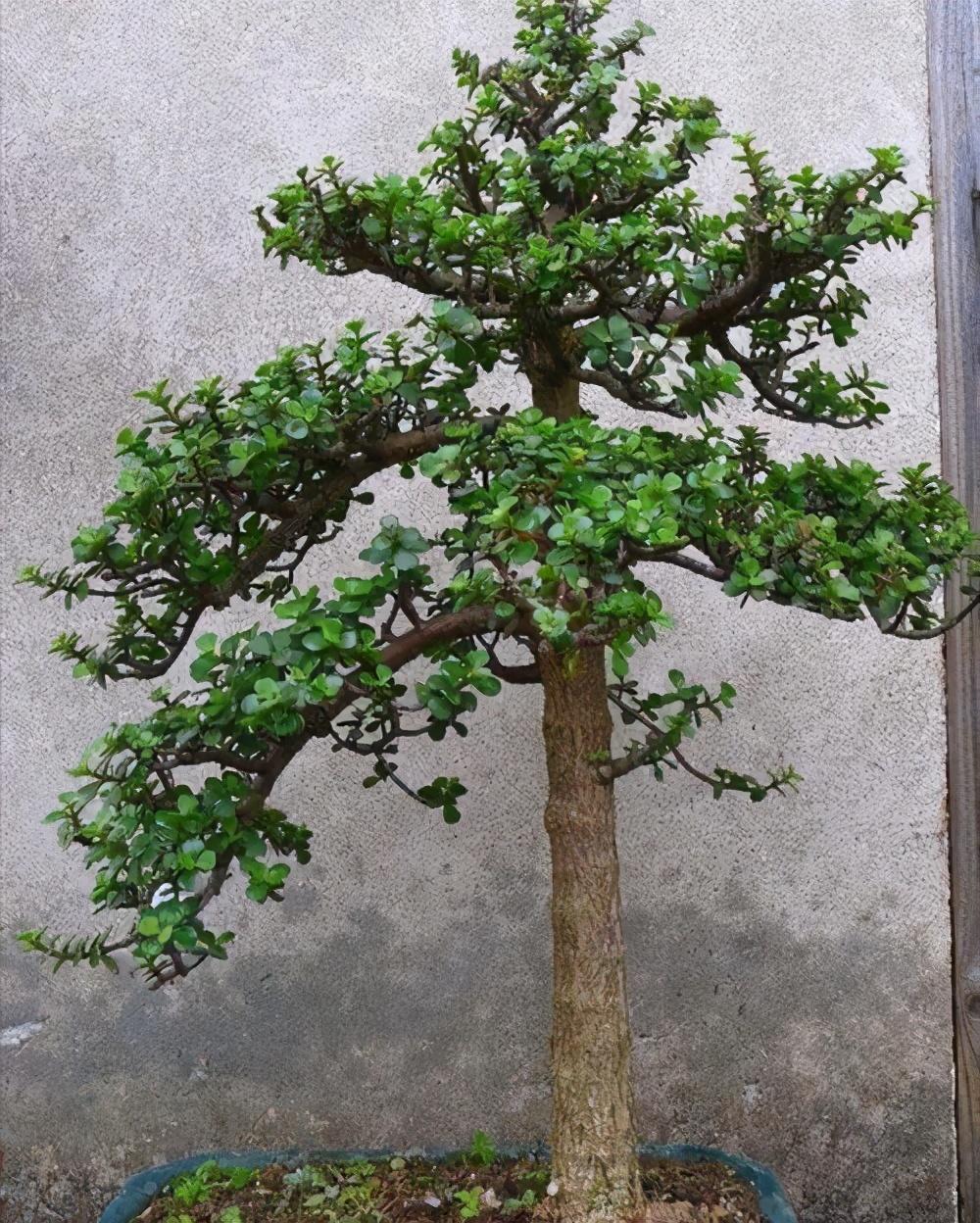 马齿苋多少钱一棵，马齿苋药材价格（堪称“死不了”）