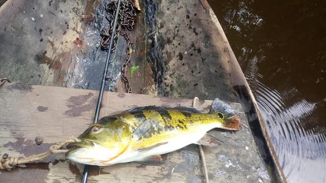 帝王三间和巴西亚鱼有什么区别，巴西亚鱼与皇冠三间鱼有什么区别（也许等不到中国钓鱼人就被消灭光了）