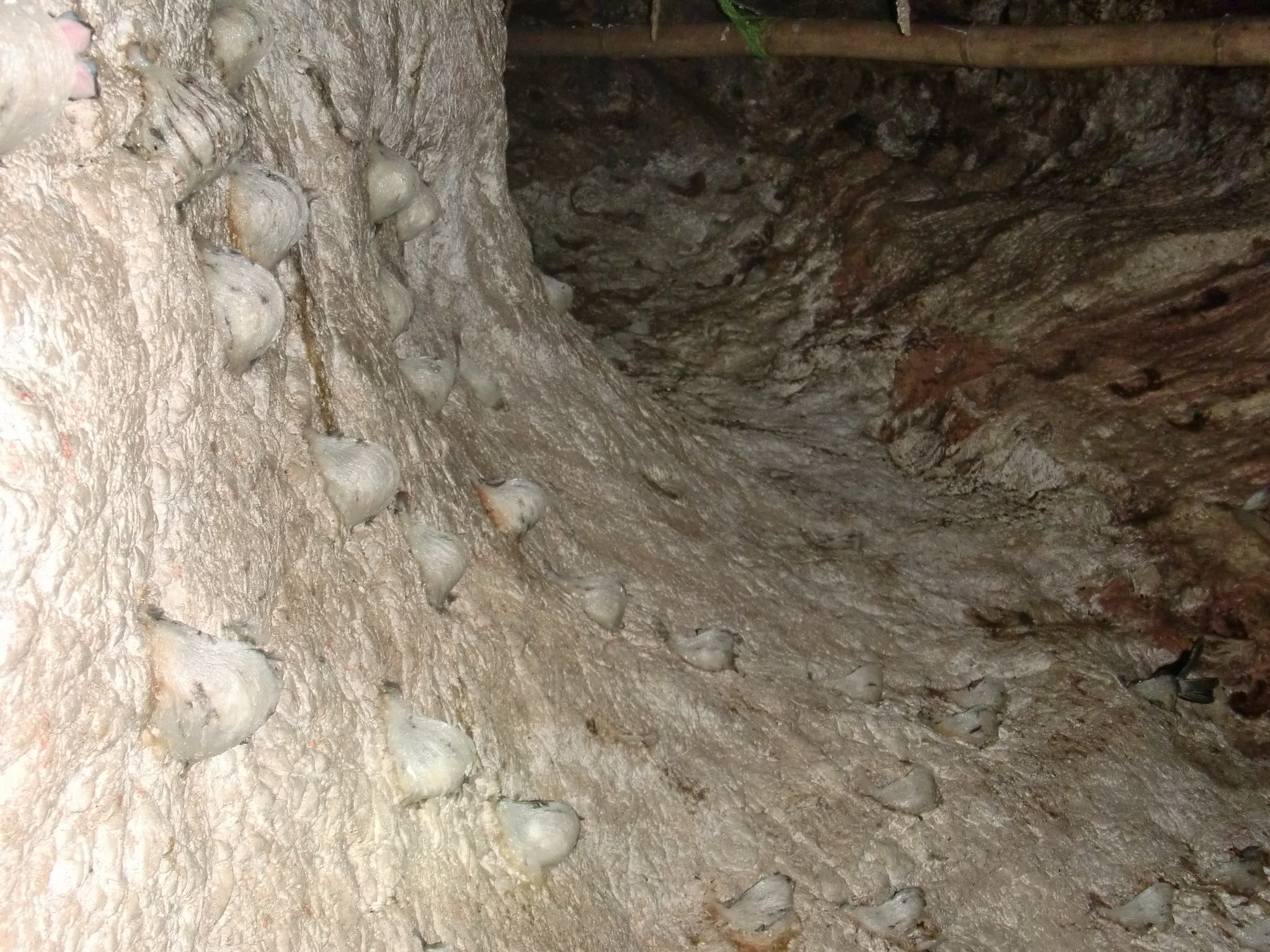 燕窝是什么燕子的口水(全世界的渣渣,只有中国人当成宝的燕窝,真是