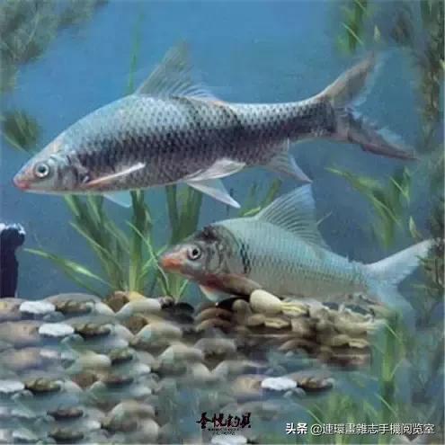 淡水鱼都有什么鱼，钓鱼人一定要知道的二十种淡水鱼（中国常见的20种淡水鱼）