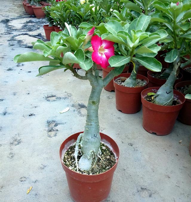 沙漠玫瑰,宝藏植物沙漠玫瑰(沙漠玫瑰怎么养才开花)