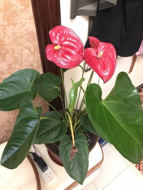 植物会有哪些种类名称，植物的名称有哪些类型（100种常见花图鉴）