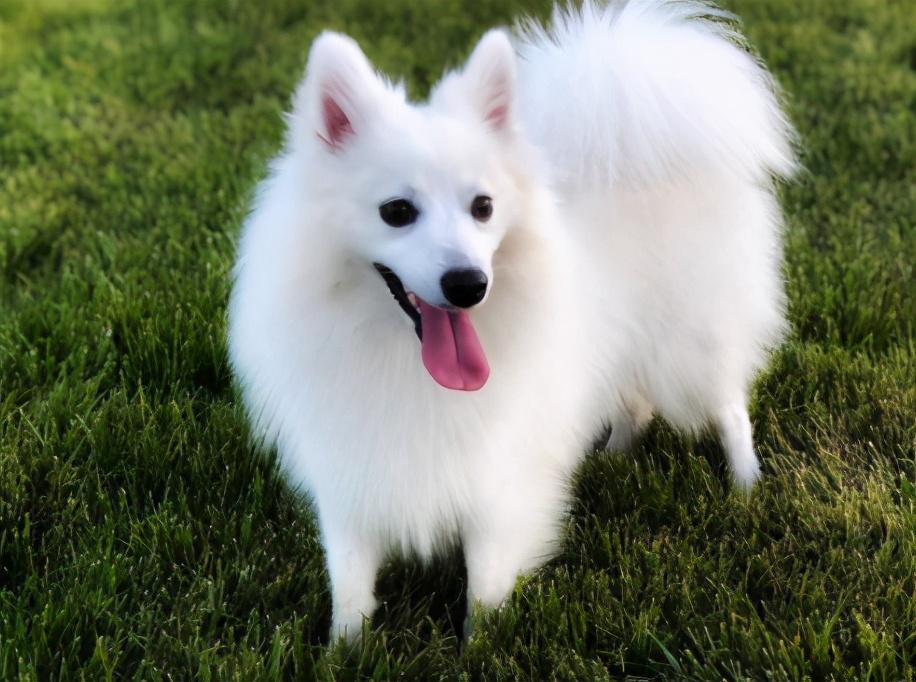 银狐犬为什么很少人养(看完银狐犬这6大缺点你就懂了)