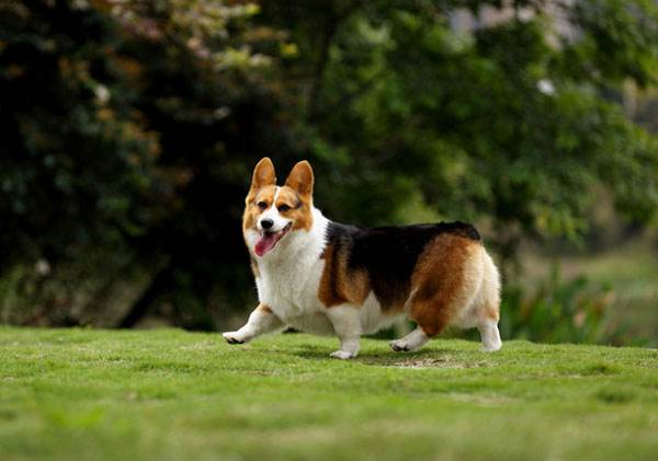 家養小型犬養哪種比較好(15種適合家庭餵養的小型犬,不僅聰明而且好養