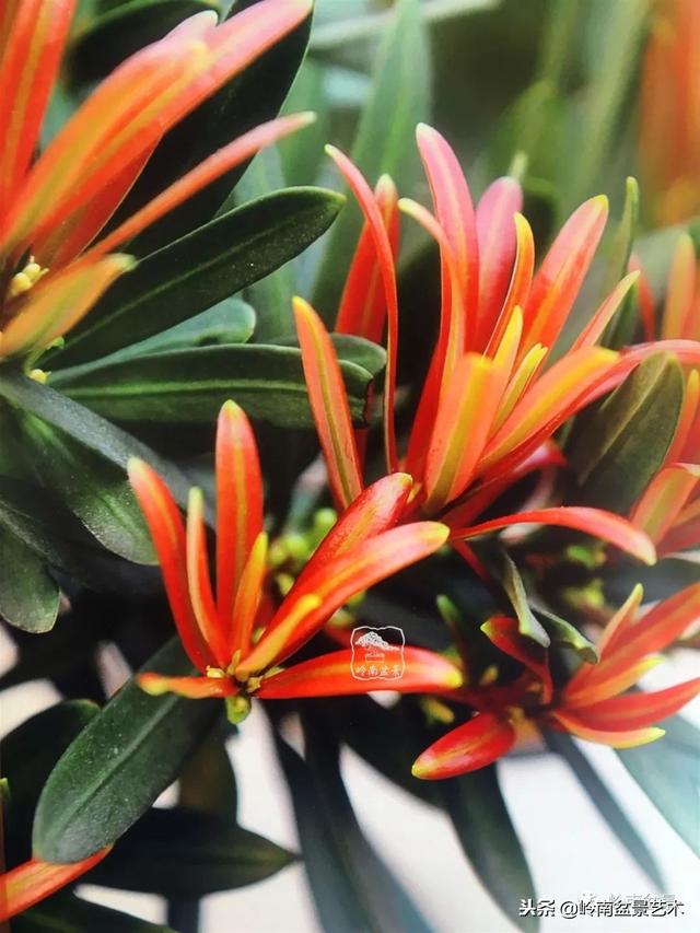 罗汉松盆景欣赏精品，海岛罗汉松——我的红颜知己