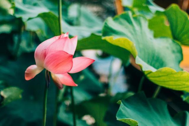 赞美荷花的古诗，赞美荷花的有名古诗（30首荷花诗词）