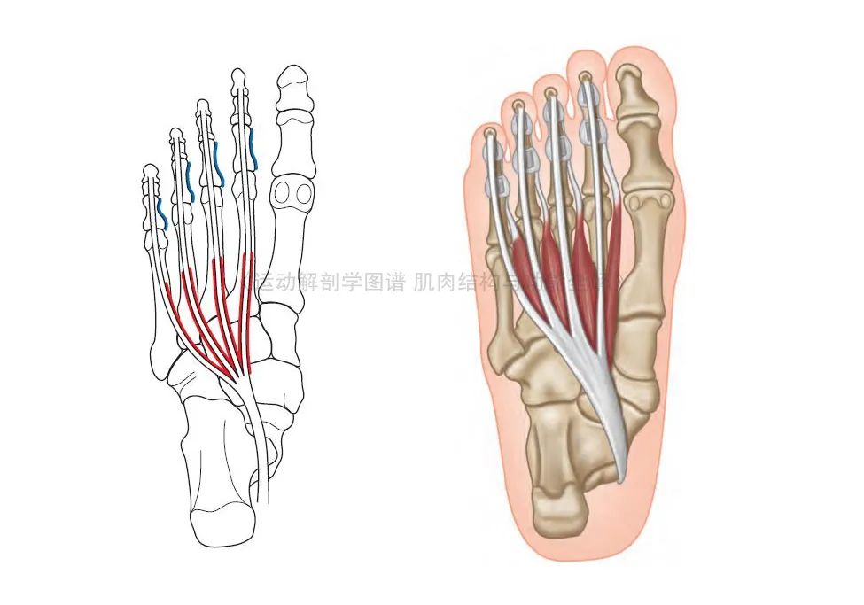 脚的各个部位详细图（足部肌肉解剖图解及展示）