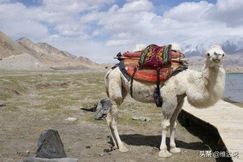 古兰经中的＇损乃提＇什么意思，心中默许的意思（撒拉族：七百年前翻越天山荒漠）