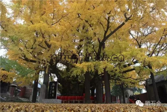 中国十大稀有珍贵名木，中国十大珍贵树种有哪些（中国十大千年古树欣赏）