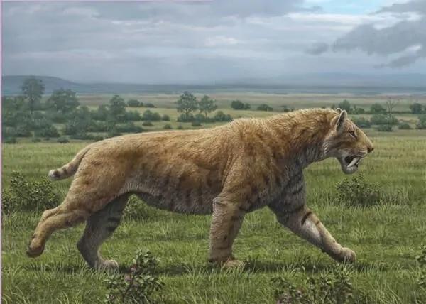 排名榜(地球十大猫科动物,美洲拟狮胜剑齿虎,霸王獀为我国最强猫科)