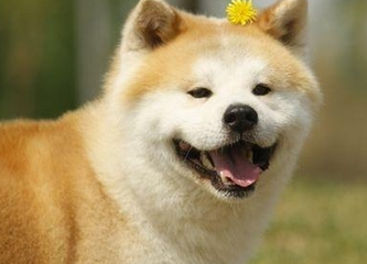 牛生肖配什么生肖旺，牛生肖配什么生肖最好（夫妻同心生活越过越红火）