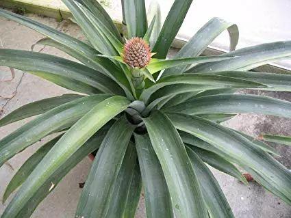 菠萝盆栽种植技术，夏季养护菠萝盆栽的4个简单步骤