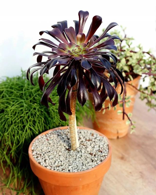 常见的八种多肉植物，各种各样的多肉植物（6种“小多肉”）