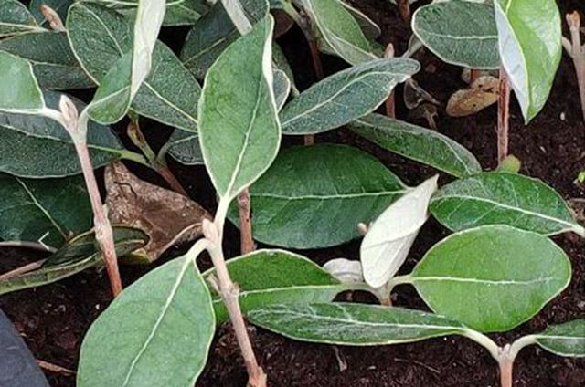 硫磺酸是什么（让绣球开出梦幻蓝）