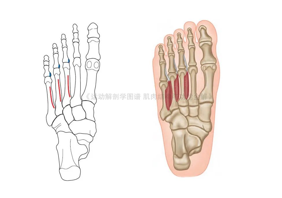 脚的各个部位详细图（足部肌肉解剖图解及展示）