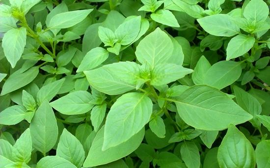 罗勒叶在中国叫什么，罗勒叶的别称（很多人傻傻分不清楚）
