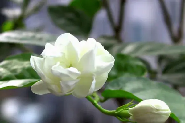 栀子花水培怎么养，怎么养栀子花盆栽水培（水培栀子花的养殖方法及注意事项）