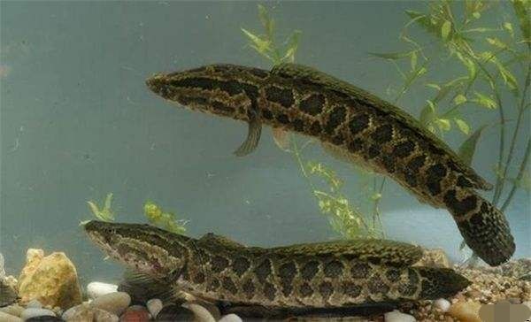 黑鱼是我国淡水水域中的常见鱼类,由于身上的特殊花纹,这zhǒng鱼乍看