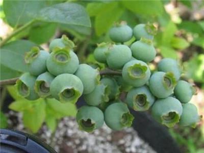 蓝莓的种植方法和技术（一文搞懂家庭盆栽蓝莓的种植技巧）