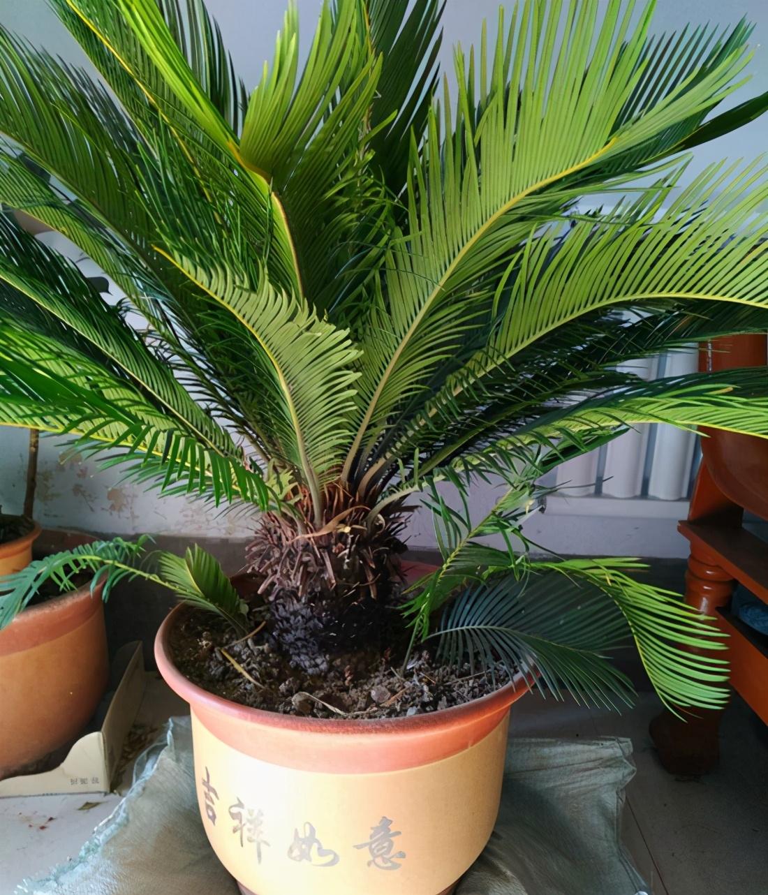 铁树的养殖方法和注意事项(铁树是个好树种,养好铁树有技巧,注意这3点