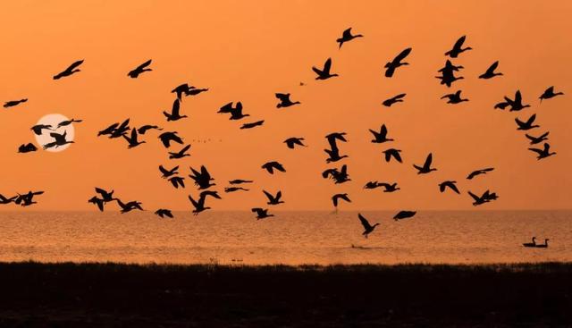 踯躅的意思，踯躅的意思是什么_读音拼音如何_怎么解释（80个认识却读不对的字词）