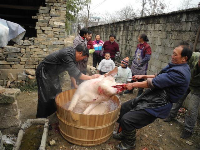 属猪的寿命能活多少岁呢(在农村,有些屠夫看着很壮实,却寿命很短?