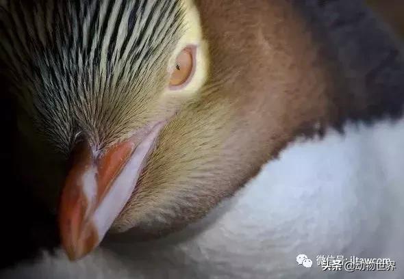 企鹅都有哪几种分别生活在哪里呢，企鹅都有哪些（详解世界上的18种企鹅<一>）