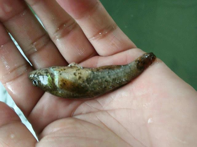 蝼蛄幼虫类型(声音似老人咳嗽,以前因个头小没人爱吃,如今40元一斤成