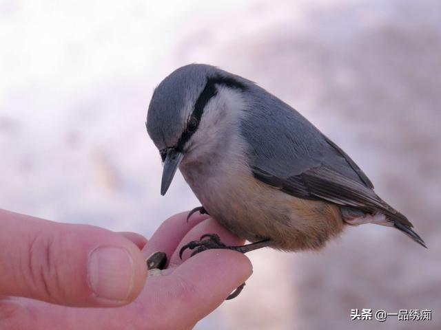 一个东一个鸟怎么读，一个东一个鸟怎么念（见过好多鸟名生僻字）