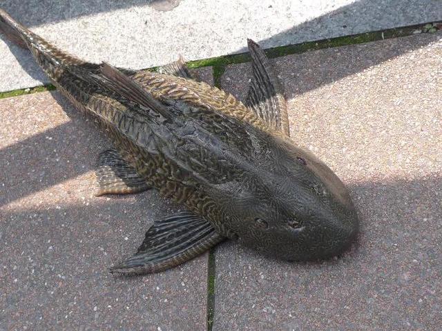 清道夫鱼，清道夫：人人讨厌，被叫垃圾鱼（清道夫鱼的天敌是谁）