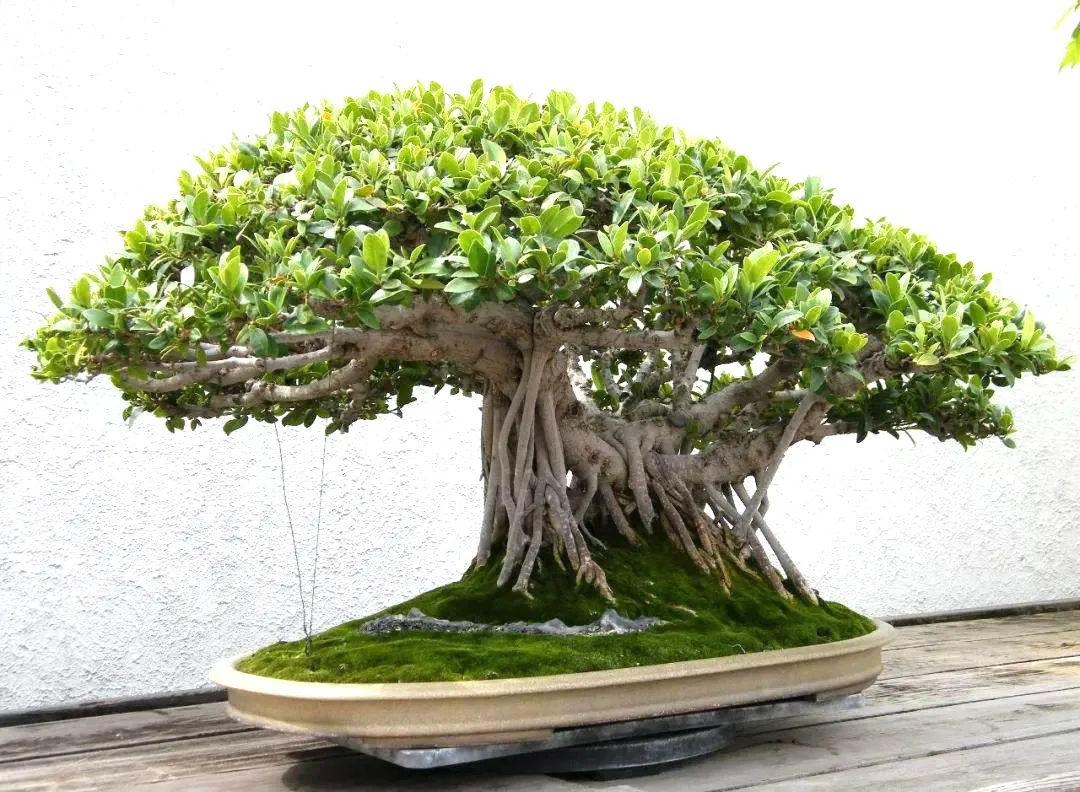 榕树科属是什么植物类型(想要轻松玩好榕树盆景造型,先从养活,养好,养