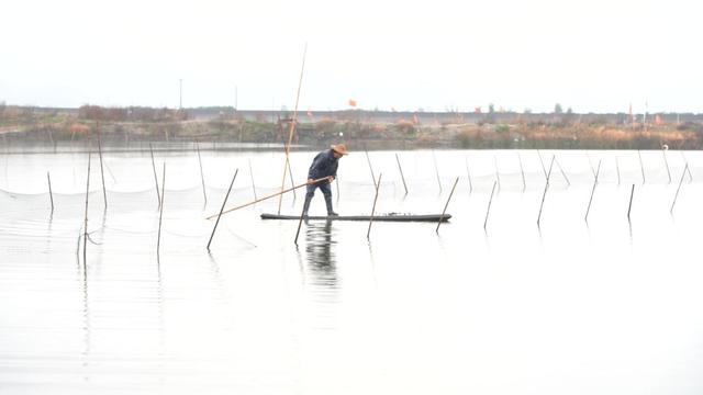 吃虾虎有什么好处，虾虎的营养价值和功效（鲁迅小说里提到的\