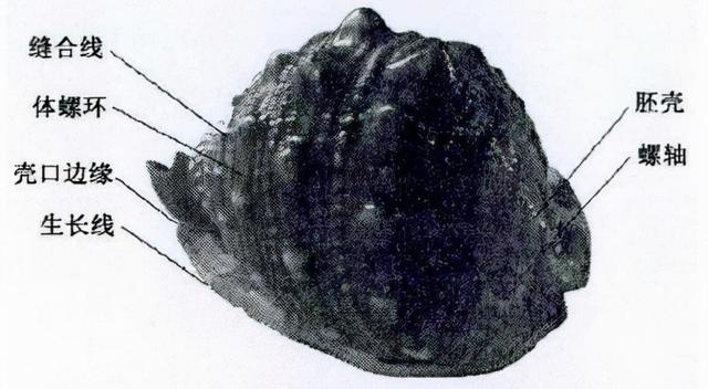 唐冠螺（帝王唐冠螺，四大名螺之唐冠螺（天然唐冠螺贵吗）