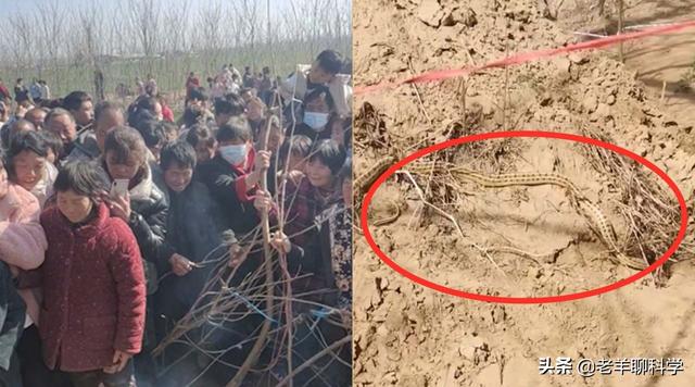 蛇是怎么冬眠的，蛇冬天怎么休眠（蛇在冬眠时“任鼠宰割”）