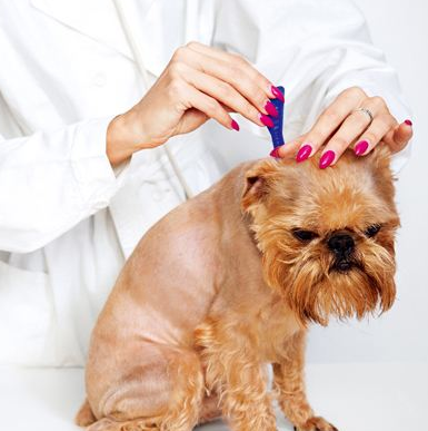 窝狗（卧钩的写法），如何挑一只最优质的狗（狗窝钩织图解）