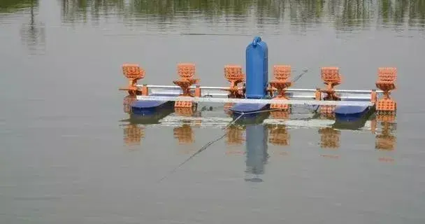 黑鱼怎么养，黑鱼怎么养在鱼缸（黑鱼养殖的过程是什么）