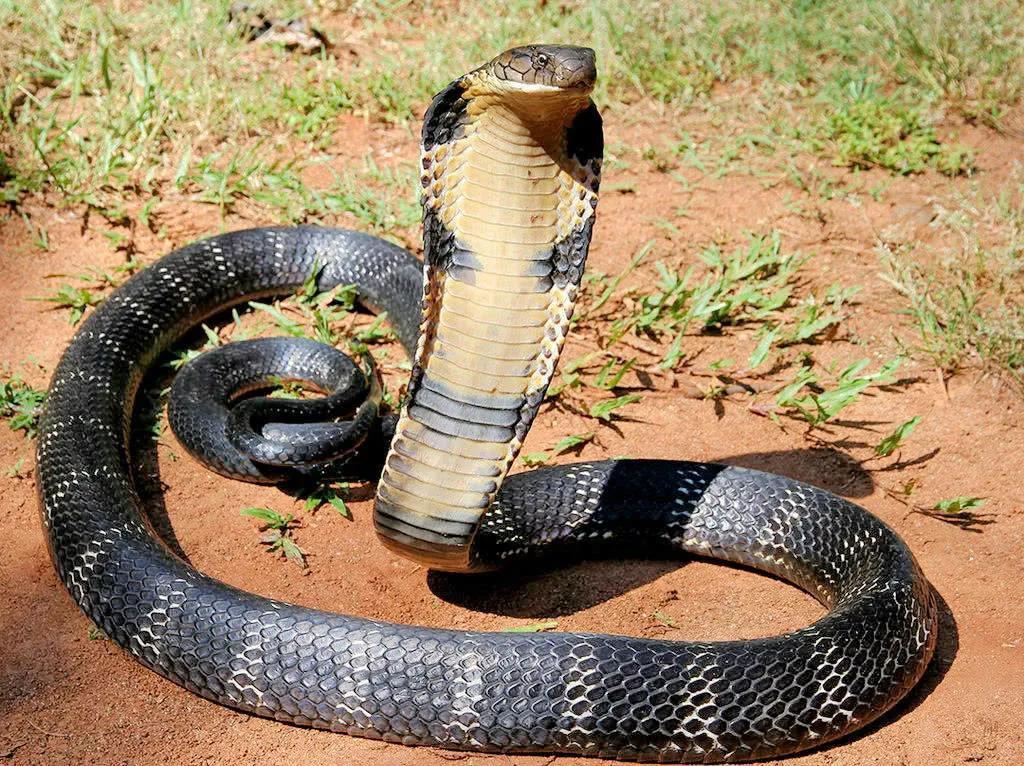 陆地第一大毒蛇图片