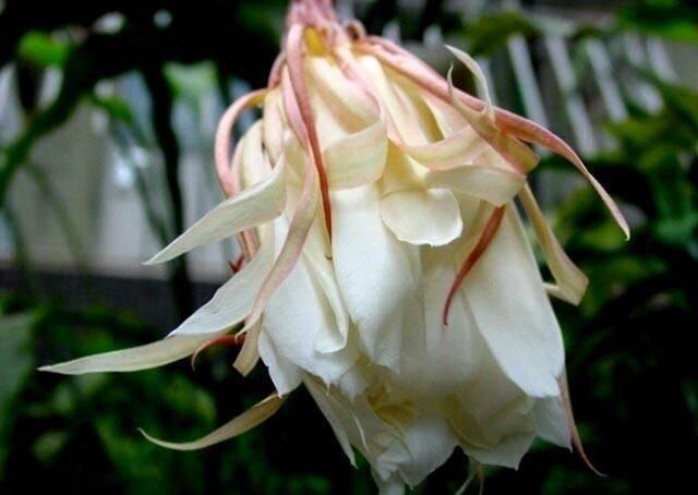 昙花什么时候开花，昙花什么时候开（昙花什么时候开花 几点钟）