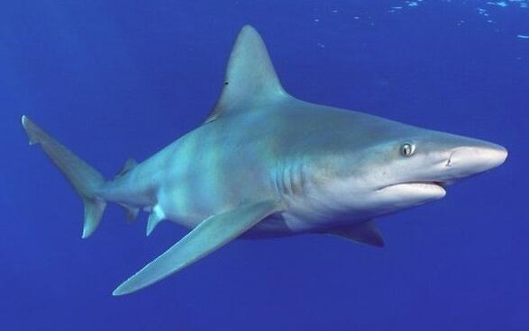 为什么鲨鱼怕海豚（海豚的特点及实力讲解）