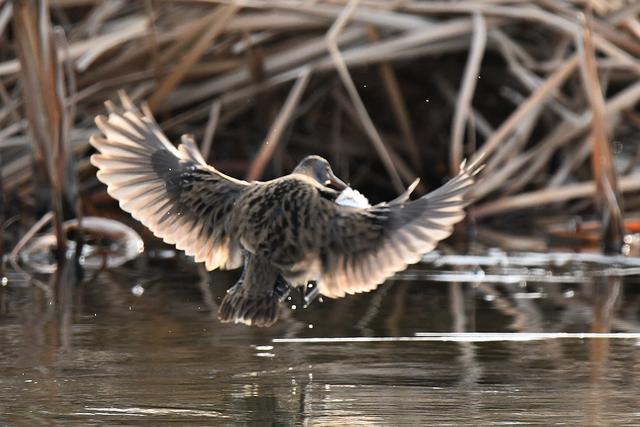 水鸡是什么，水鸡是什么车（西方秧鸡、叽咋柳莺......）