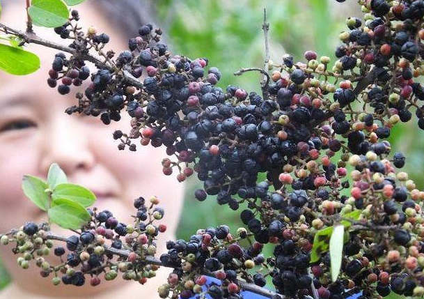 什么是树葡萄可以吃吗(它叫马桑果,酷似葡萄,味道香甜可口却有剧dú