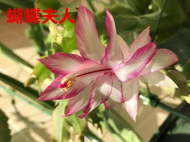 蟹爪兰图片，蟹爪兰你不知道的品种（蟹爪兰支架图片大全）