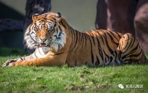 世界上最小的老虎（苏门答腊虎实至名归：体重仅100斤上下）