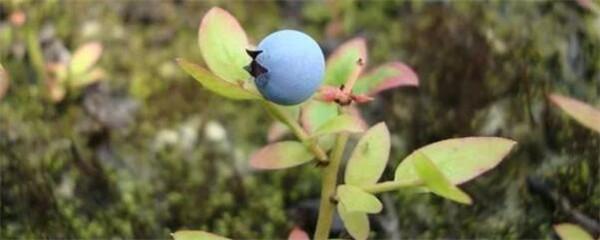 蓝莓的种植方法和技术（一文搞懂家庭盆栽蓝莓的种植技巧）