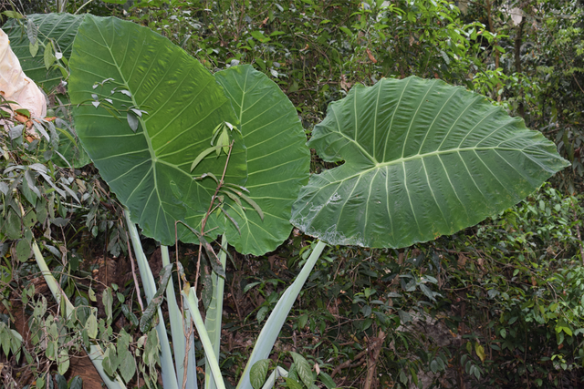 热带雨林植物的名称，热带雨林的植物种类（热带雨林的代表植物）