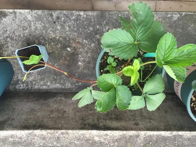 春天的植物有哪些，春天常见的植物（“24种”适合冬天种植的花草）