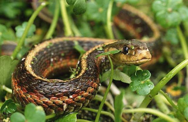 女人梦到自己被蛇咬了，梦到自己被蛇咬了（梦见被蛇咬是什么意思）