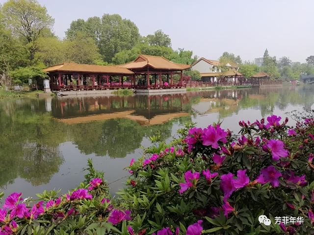 杜鹃花是映山红吗，杜鹃是映山红吗（杜鹃花和杜鹃鸟什么关系）